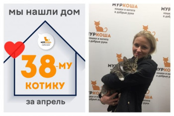 Котик Ройбуш отправляется в новую жизнь!