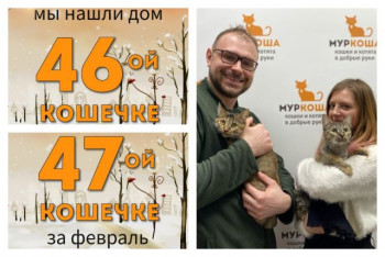 Кошечки Саяна и Сахара начинают домашнюю жизнь!
