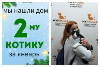 Котик Такуми начинает домашнюю жизнь!