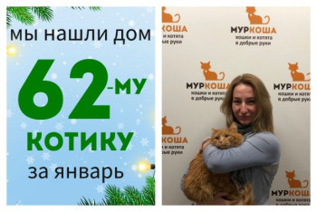 Котик Фаер уезжает в новый дом!