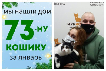 Котик Флини стал домашним!
