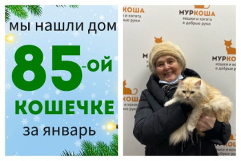 У кошечки Нольди появилась заботливая хозяйка!