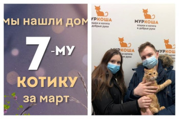 Маленький рыжик Батоша стал домашним и счастливым!