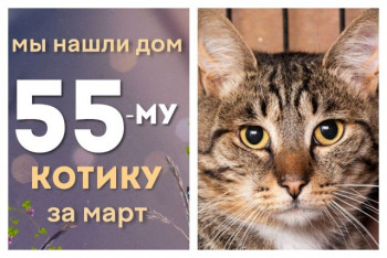 Котик Брайс встретил надёжных хозяев!