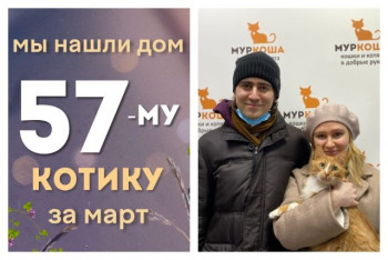 Котик Рулет стал домашним любимцем!