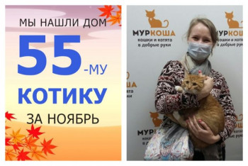 Котик Сыр обрел домашнее счастье!