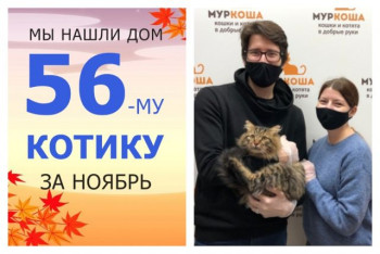 Котик Сибиряк встретил заботливых хозяев!