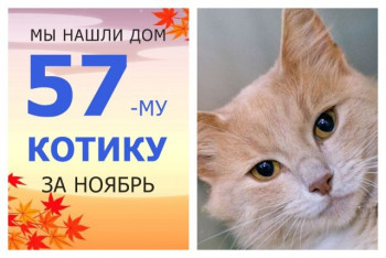 У кота Тимошки начинается сладкая домашняя жизнь!