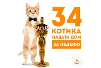 За неделю мы нашли дом 34 котикам!