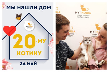Пятилетний котик Тюдор встретил свою семью!