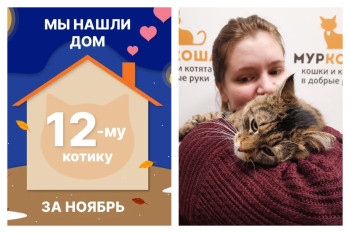 Дружелюбный котик Демид отправился домой!