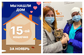 Нежная Стрекозка стала домашней за один месяц!