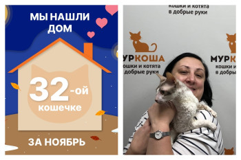 Кошечка Сабинна нашла новый дом за полтора месяца!