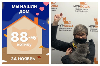 Сладкий Десертик стал домашним за полтора месяца!