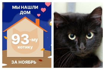 Уличный котик Дарчик стал домашним!