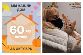 Котик Песо стал домашним и счастливым!