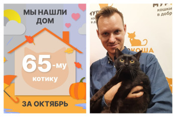 Котик Авенариус начинает домашнюю жизнь!