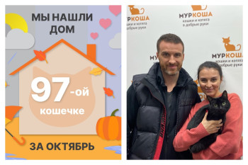 Милая Пепся стала домашней и счастливой!