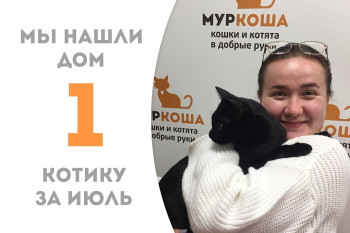Котик Антей менее чем за месяц стал домашним и любимым! 