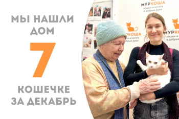 Пятнадцатилетняя кошечка Арида, прибывшая из Сербии, официально стала москвичкой, пробыв три месяца в приюте! 
