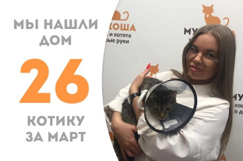 Котёнок Басков стал домашним за три месяца!