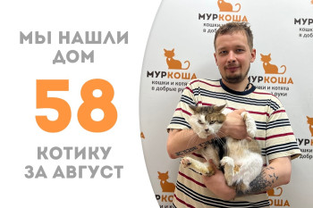 Котик Бирмингем, вывезенный волонтёрами из Волновахи, стал домашним! 