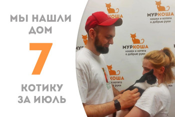 Котик Биткоин нашёл свою семью! 