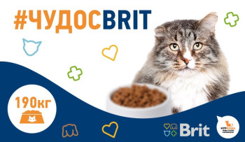 Акция #ЧУДОСBRIT. Осталось 4 дня до итогов!