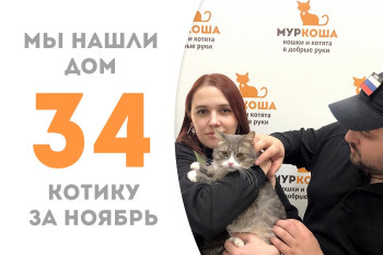Полуторогодовалый котик Бурундук уехал в семью к нашему выпускнику Добрыне Никитичу! 