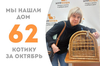 Котик Дарлинг уехал в новую семью к нашему выпускнику Василю через три недели после появления в приюте! 