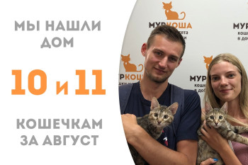 Четырёхмесячные сёстры-кошечки Деми и Джулианна Мур стали домашними через месяц жизни в приюте! 