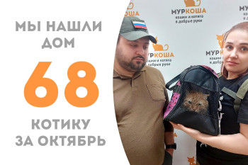 Котик по имени Добрыня Никитич уехал жить в добрую семью!