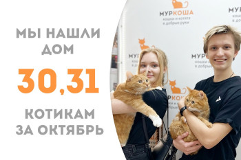 Котики-братики Джем и Конфитюр, прожив месяц в приюте, уехали вместе в новый дом! 