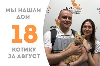Котик Джером нашёл себе семью и дом пробыв в приюте менее двух месяцев! 