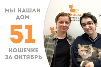 Двухлетняя кошечка Эллика, ранее жившая в библиотеке, отправилась в домашнюю жизнь! 