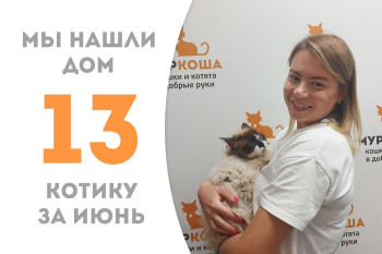 Котик Фаберже нашёл новый дом за двенадцать дней! 