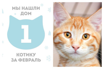 Котик Симпл начинает уютную домашнюю жизнь!