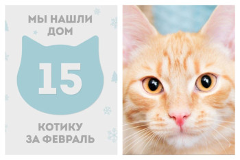 Котик Шифон отправился в новый дом спустя месяц!
