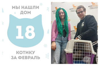 Котик Домиано уехал домой!
