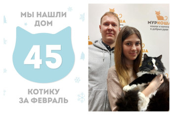 Котик Чурлёнис нашел дом за два с половиной месяца!