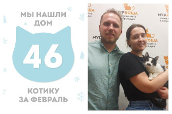 Котик Леви стал домашним всего за три недели!