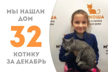 Котёнок Фирсик, проведя чуть более месяца в приюте, обрёл своё счастье!