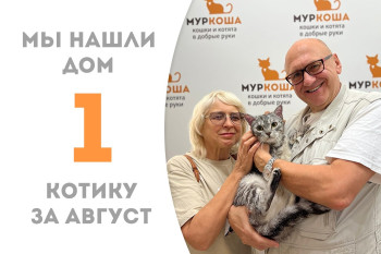 Бывшедомашний котик Гугусик вновь обрёл новый дом пробыв чуть более месяца в приюте! 