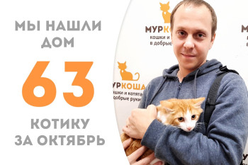 Всего месяц с хвостиком понадобился котёнку Интегралу, чтобы встретить своего человека! 