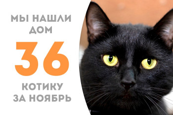 Полуторогодовалый котик Изюм Изюмыч встретил своего человека и уехал домой! 