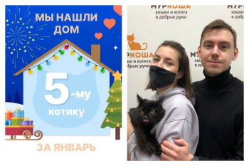 Котик Чибо встретил любящую семью!