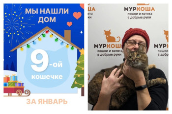 Кошечка Лима встретила заботливую хозяйку!