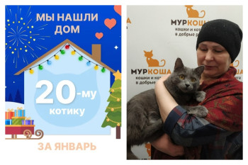 Котик Вулфи отправился домой!