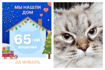 Шикарная Пенка начинает новую жизнь!