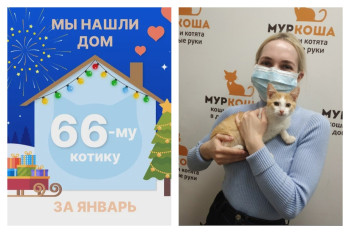 Котёнок Цитрончик начинает сладкую домашнюю жизнь!